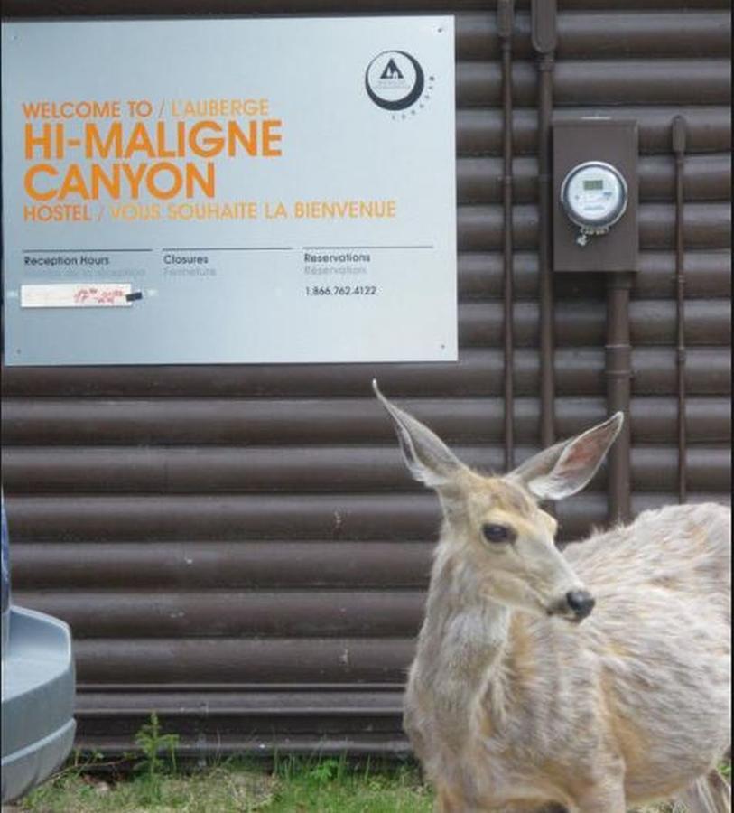 Hi Maligne Canyon - Hostel Jasper Eksteriør bilde